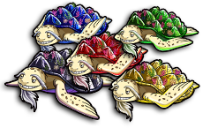 1 set of 5 Color Elder Turtles